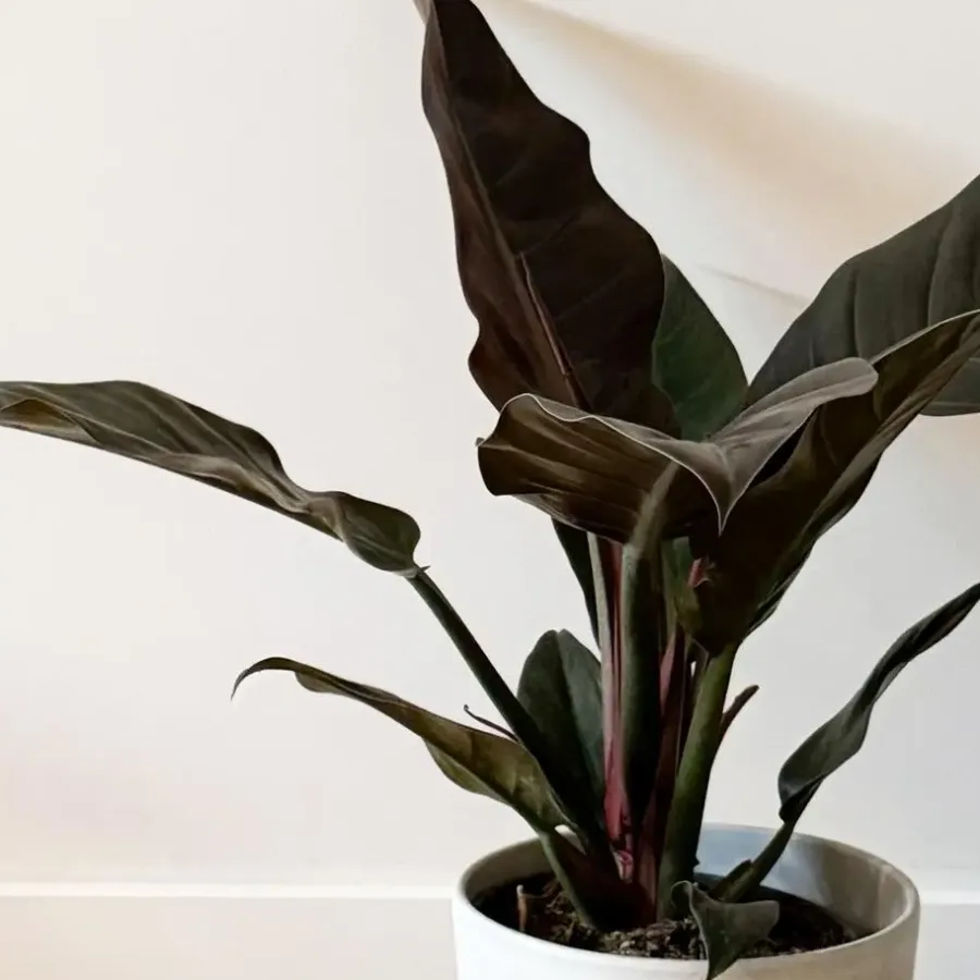 Kamerplanten-Plant in a Box Philodendron - Philodendron 'Imperial Red' - Hoogte 50cm - ⌀19cm