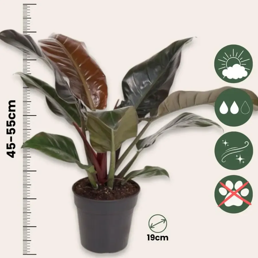Kamerplanten-Plant in a Box Philodendron - Philodendron 'Imperial Red' - Hoogte 50cm - ⌀19cm