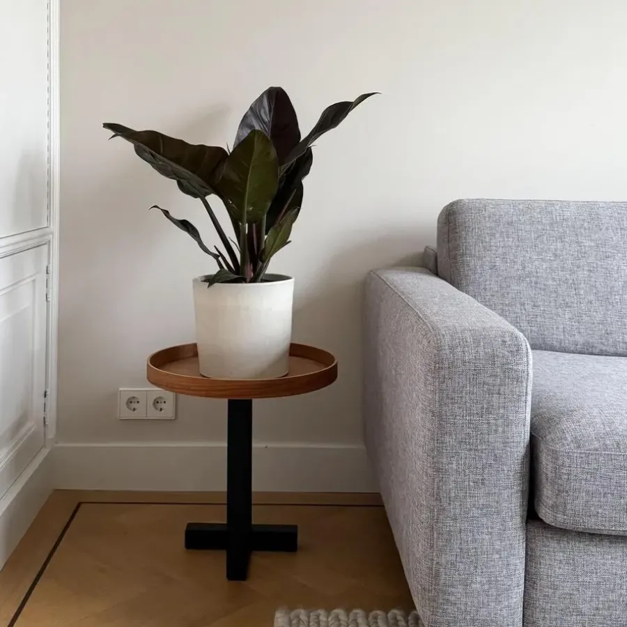 Kamerplanten-Plant in a Box Philodendron - Philodendron 'Imperial Red' - Hoogte 50cm - ⌀19cm