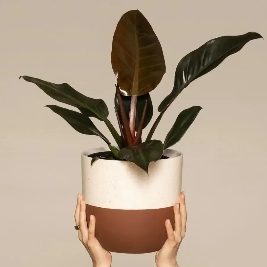 Kamerplanten-Plant in a Box Philodendron - Philodendron 'Imperial Red' - Hoogte 50cm - ⌀19cm