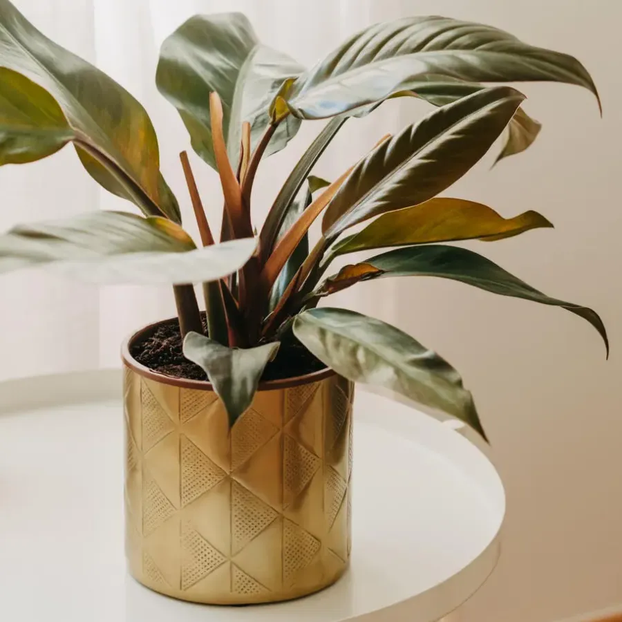 Kamerplanten-Plant in a Box Philodendron - Philodendron 'Imperial Red' - Hoogte 50cm - ⌀19cm