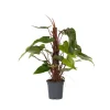 Plant in a Box Philodendron - Philodendron Red Emerald Kratiste - Hoogte 70-80cm - ⌀19cm