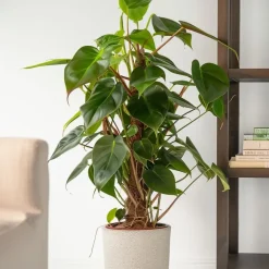 Plant in a Box Philodendron - Philodendron Red Emerald Kratiste - Hoogte 70-80cm - ⌀19cm