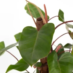 Plant in a Box Philodendron - Philodendron Red Emerald Kratiste - Hoogte 70-80cm - ⌀19cm