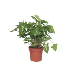 Kamerplanten-Plant in a Box Pijlplant - Syngonium podophyllum 'Pixie' - Hoogte 25-40cm - ⌀12cm