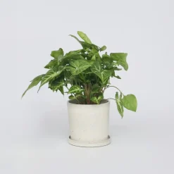 Kamerplanten-Plant in a Box Pijlplant - Syngonium podophyllum 'Pixie' - Hoogte 25-40cm - ⌀12cm