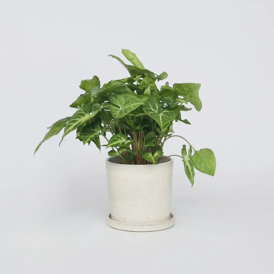 Kamerplanten-Plant in a Box Pijlplant - Syngonium podophyllum 'Pixie' - Hoogte 25-40cm - ⌀12cm