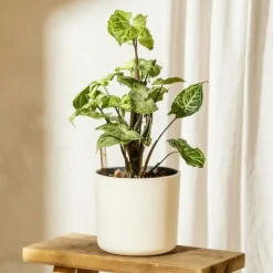 Kamerplanten-Plant in a Box Pijlplant - Syngonium podophyllum 'Pixie' - Hoogte 25-40cm - ⌀12cm