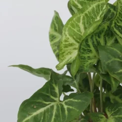 Kamerplanten-Plant in a Box Pijlplant - Syngonium podophyllum 'Pixie' - Hoogte 25-40cm - ⌀12cm
