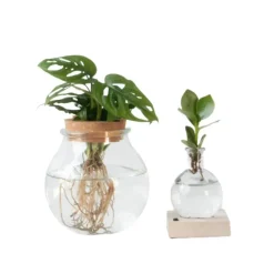 Kamerplanten-Plant in a Box Plantenmix in glas - Set van 2 - Clusia, Monstera - Hoogte 15-35cm - ⌀20cm