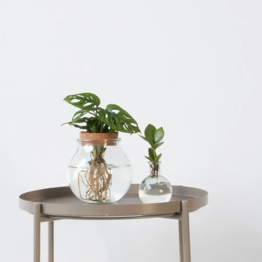 Kamerplanten-Plant in a Box Plantenmix in glas - Set van 2 - Clusia, Monstera - Hoogte 15-35cm - ⌀20cm