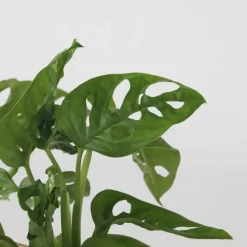 Kamerplanten-Plant in a Box Plantenmix in glas - Set van 2 - Clusia, Monstera - Hoogte 15-35cm - ⌀20cm