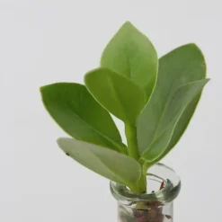 Kamerplanten-Plant in a Box Plantenmix in glas - Set van 2 - Clusia, Monstera - Hoogte 15-35cm - ⌀20cm