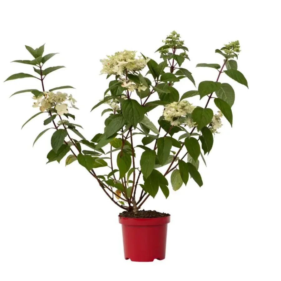 Planten|Tuinplanten-Plant in a Box Pluimhortensia - Hydrangea paniculata 'Wim's Red' - Hoogte 25-40cm - ⌀19cm
