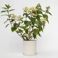 Planten|Tuinplanten-Plant in a Box Pluimhortensia - Hydrangea paniculata 'Wim's Red' - Hoogte 25-40cm - ⌀19cm