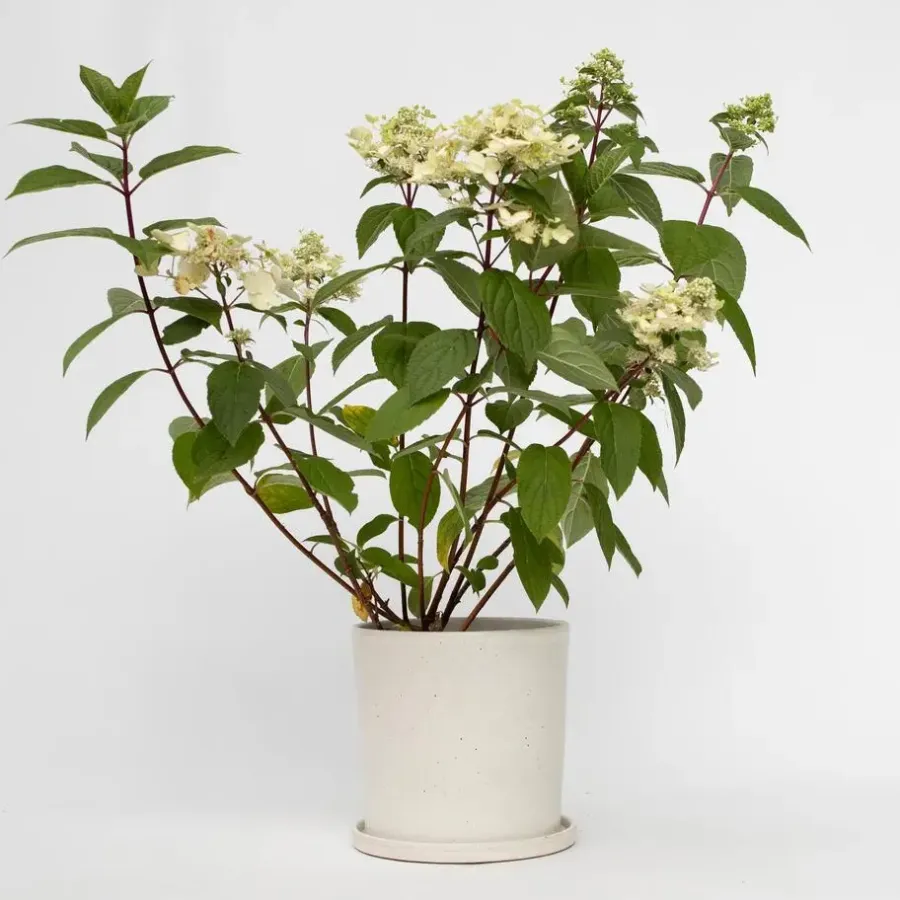 Planten|Tuinplanten-Plant in a Box Pluimhortensia - Hydrangea paniculata 'Wim's Red' - Hoogte 25-40cm - ⌀19cm