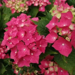 Planten|Tuinplanten-Plant in a Box Pluimhortensia - Hydrangea paniculata 'Wim's Red' - Hoogte 25-40cm - ⌀19cm