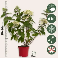 Planten|Tuinplanten-Plant in a Box Pluimhortensia - Hydrangea paniculata 'Wim's Red' - Hoogte 25-40cm - ⌀19cm