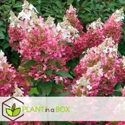 Planten|Tuinplanten-Plant in a Box Pluimhortensia - Hydrangea paniculata 'Wim's Red' - Hoogte 25-40cm - ⌀19cm