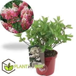 Planten|Tuinplanten-Plant in a Box Pluimhortensia - Hydrangea paniculata 'Wim's Red' - Hoogte 25-40cm - ⌀19cm