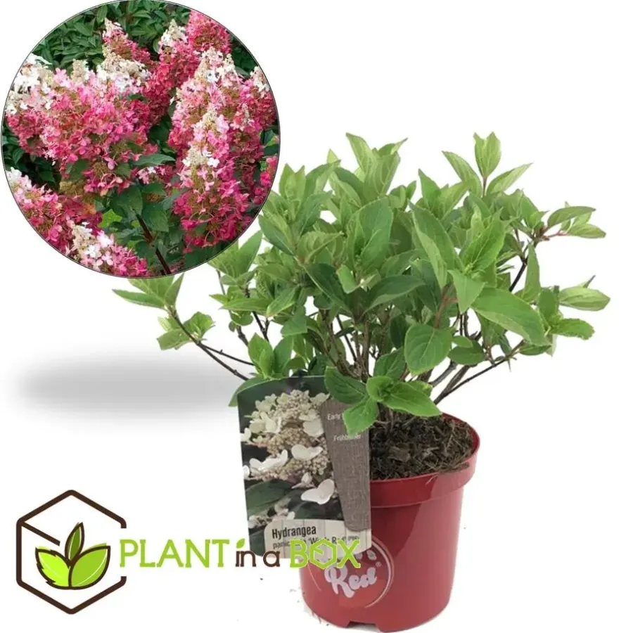 Planten|Tuinplanten-Plant in a Box Pluimhortensia - Hydrangea paniculata 'Wim's Red' - Hoogte 25-40cm - ⌀19cm