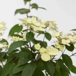 Planten|Tuinplanten-Plant in a Box Pluimhortensia - Hydrangea paniculata 'Wim's Red' - Hoogte 25-40cm - ⌀19cm