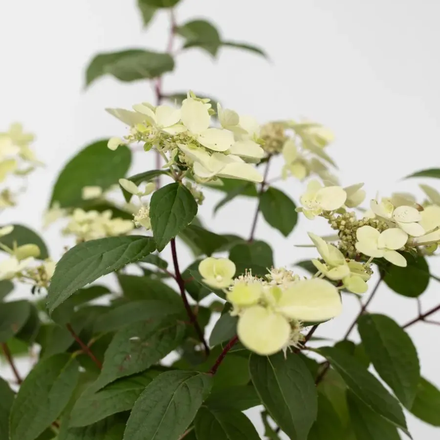 Planten|Tuinplanten-Plant in a Box Pluimhortensia - Hydrangea paniculata 'Wim's Red' - Hoogte 25-40cm - ⌀19cm
