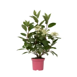 Planten|Tuinplanten-Plant in a Box Pluimhortensia - Hydrangea paniculata 'Early Harry' - Hoogte 25-40cm - ⌀19cm