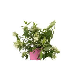 Planten|Tuinplanten-Plant in a Box Pluimhortensia - Hydrangea paniculata 'Confetti' - Hoogte 25-40cm - ⌀19cm