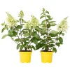 Planten|Tuinplanten-Plant in a Box Pluimhortensia - Set van 2 - Hydrangea 'Candlelight' - Hoogte 25-40cm - ⌀19cm