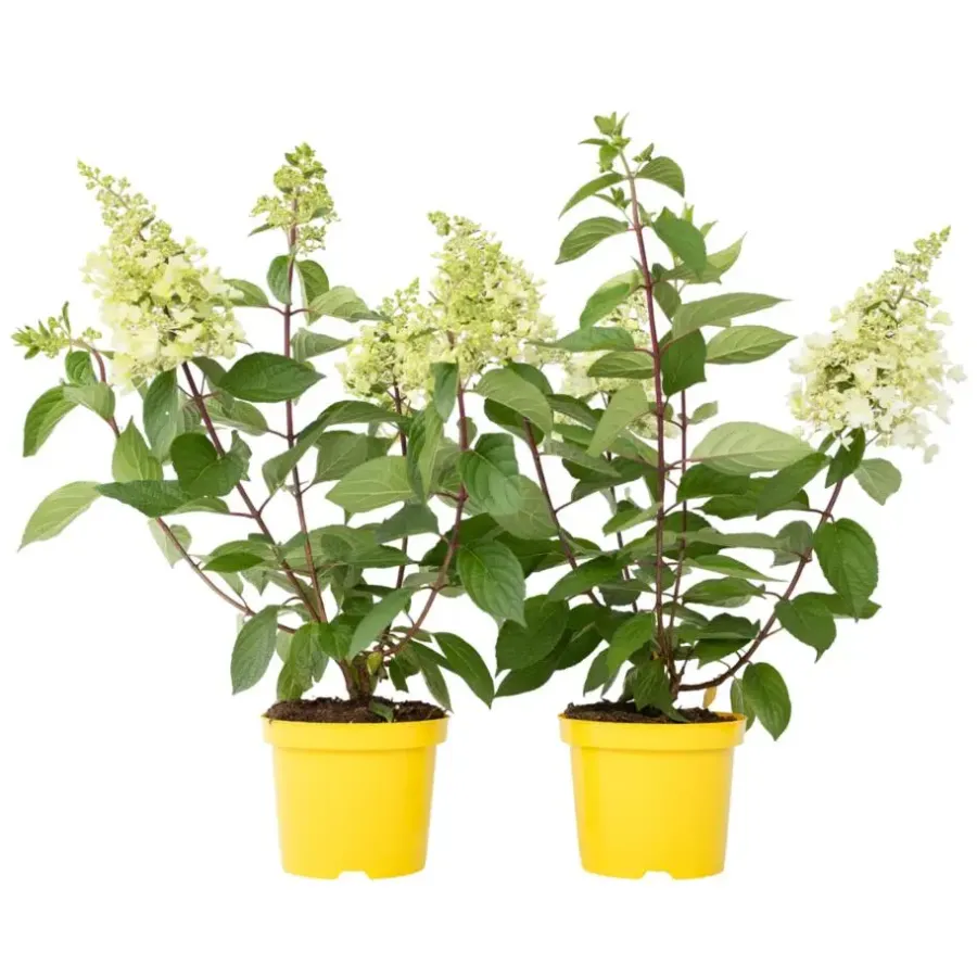 Planten|Tuinplanten-Plant in a Box Pluimhortensia - Set van 2 - Hydrangea 'Candlelight' - Hoogte 25-40cm - ⌀19cm