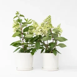 Planten|Tuinplanten-Plant in a Box Pluimhortensia - Set van 2 - Hydrangea 'Candlelight' - Hoogte 25-40cm - ⌀19cm