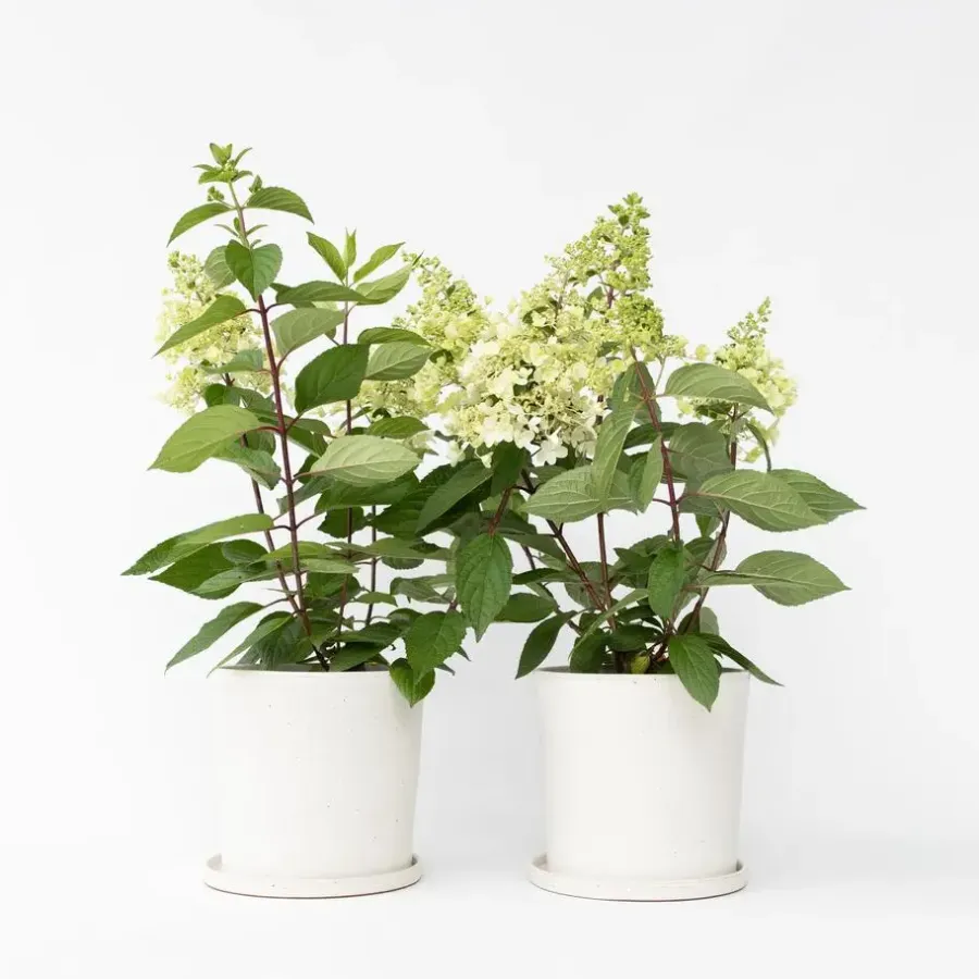 Planten|Tuinplanten-Plant in a Box Pluimhortensia - Set van 2 - Hydrangea 'Candlelight' - Hoogte 25-40cm - ⌀19cm