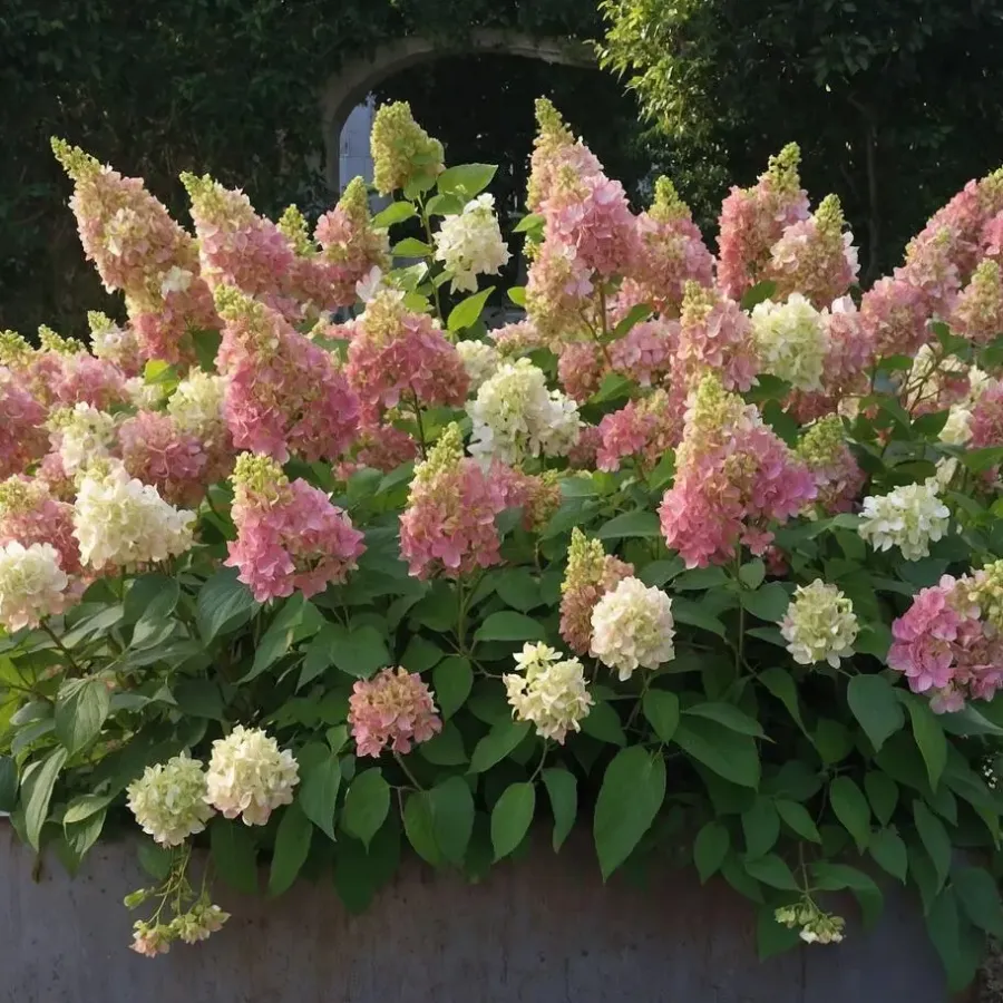 Planten|Tuinplanten-Plant in a Box Pluimhortensia - Set van 2 - Hydrangea 'Candlelight' - Hoogte 25-40cm - ⌀19cm