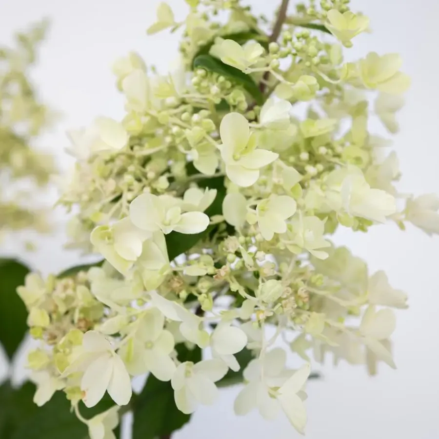 Planten|Tuinplanten-Plant in a Box Pluimhortensia - Set van 2 - Hydrangea 'Candlelight' - Hoogte 25-40cm - ⌀19cm