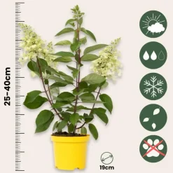 Planten|Tuinplanten-Plant in a Box Pluimhortensia - Set van 2 - Hydrangea 'Candlelight' - Hoogte 25-40cm - ⌀19cm