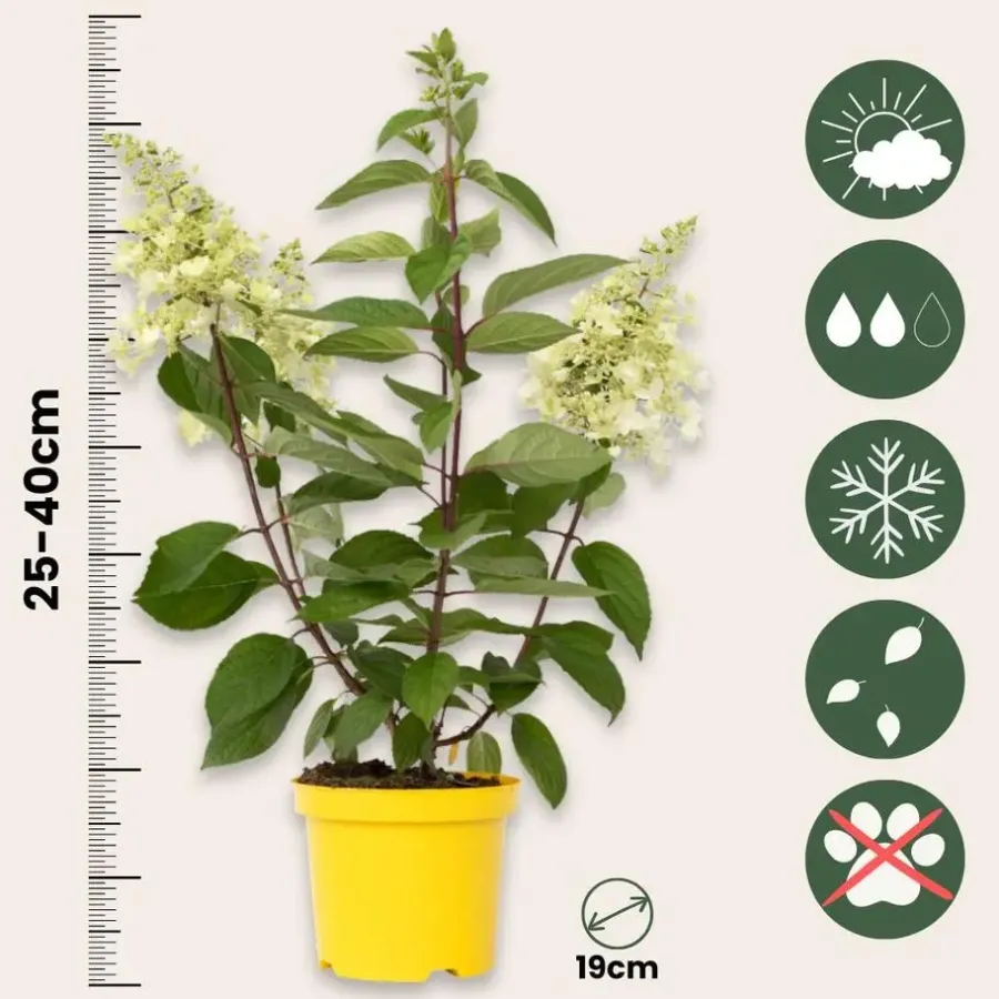 Planten|Tuinplanten-Plant in a Box Pluimhortensia - Set van 2 - Hydrangea 'Candlelight' - Hoogte 25-40cm - ⌀19cm