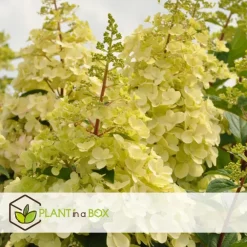 Planten|Tuinplanten-Plant in a Box Pluimhortensia - Set van 2 - Hydrangea 'Candlelight' - Hoogte 25-40cm - ⌀19cm