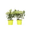 Plant in a Box Pluimhortensia - Set van 2 - Hydrangea 'Bobo' - Hoogte 25-40cm - ⌀19cm