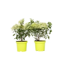 Plant in a Box Pluimhortensia - Set van 2 - Hydrangea 'Bobo' - Hoogte 25-40cm - ⌀19cm