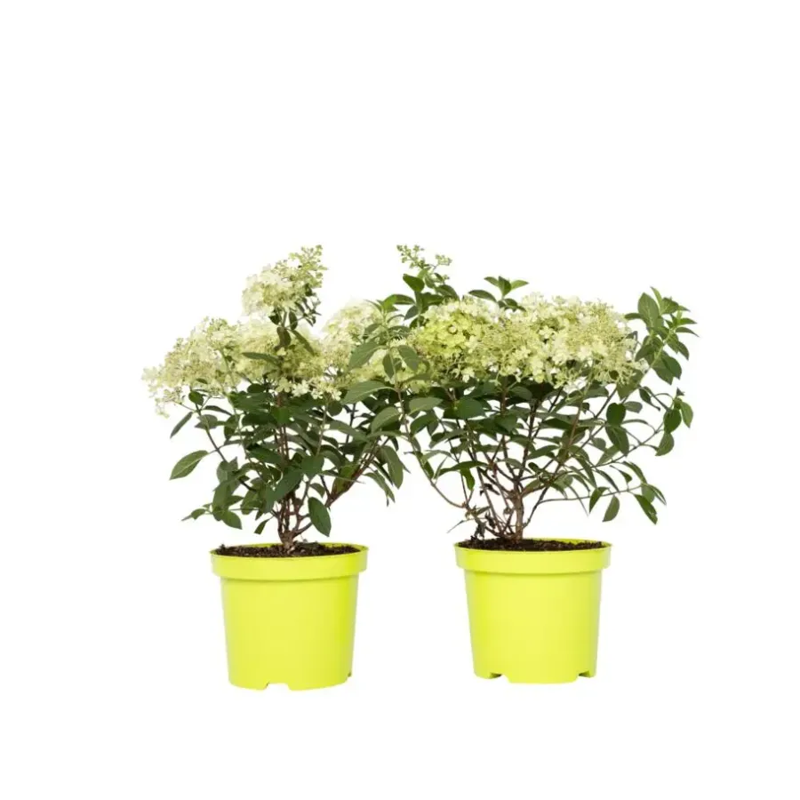 Plant in a Box Pluimhortensia - Set van 2 - Hydrangea 'Bobo' - Hoogte 25-40cm - ⌀19cm