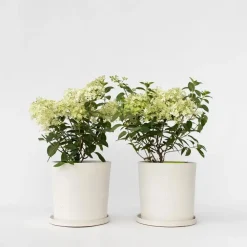 Plant in a Box Pluimhortensia - Set van 2 - Hydrangea 'Bobo' - Hoogte 25-40cm - ⌀19cm