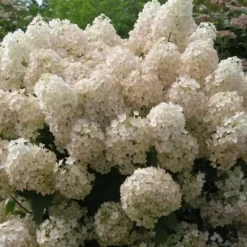 Plant in a Box Pluimhortensia - Set van 2 - Hydrangea 'Bobo' - Hoogte 25-40cm - ⌀19cm