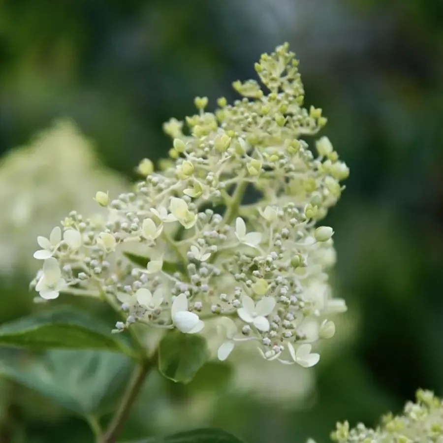 Plant in a Box Pluimhortensia - Set van 2 - Hydrangea 'Bobo' - Hoogte 25-40cm - ⌀19cm