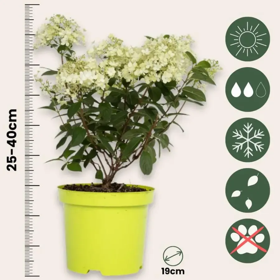 Plant in a Box Pluimhortensia - Set van 2 - Hydrangea 'Bobo' - Hoogte 25-40cm - ⌀19cm