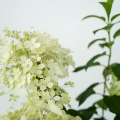 Plant in a Box Pluimhortensia - Set van 2 - Hydrangea 'Bobo' - Hoogte 25-40cm - ⌀19cm
