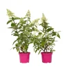 Planten|Tuinplanten-Plant in a Box Pluimhortensia - Set van 2 - Hydrangea 'Pinky Winky' - Hoogte 25-40cm - ⌀19cm