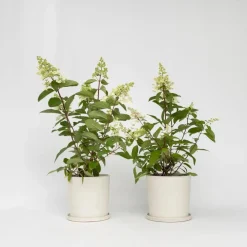 Planten|Tuinplanten-Plant in a Box Pluimhortensia - Set van 2 - Hydrangea 'Pinky Winky' - Hoogte 25-40cm - ⌀19cm