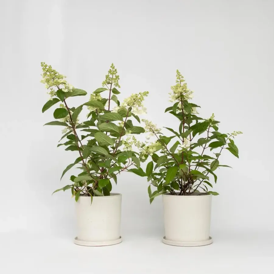 Planten|Tuinplanten-Plant in a Box Pluimhortensia - Set van 2 - Hydrangea 'Pinky Winky' - Hoogte 25-40cm - ⌀19cm