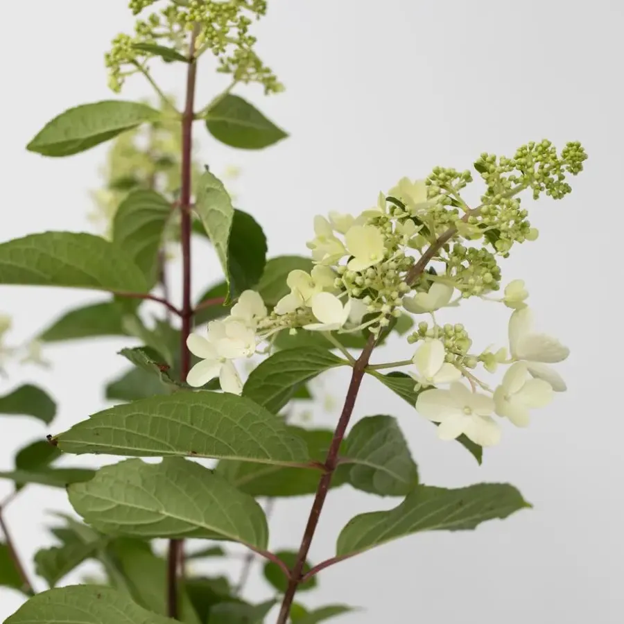 Planten|Tuinplanten-Plant in a Box Pluimhortensia - Set van 2 - Hydrangea 'Pinky Winky' - Hoogte 25-40cm - ⌀19cm